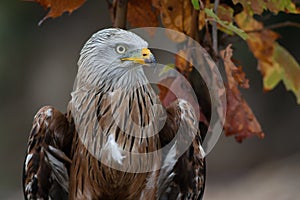 Red kite (Milvus milvus) autumn colours