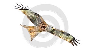 Red kite Milvus milvus bird is flying with full wingspan isolated at white background