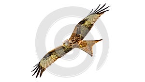 Red kite Milvus milvus bird is flying with full wingspan isolated at white background