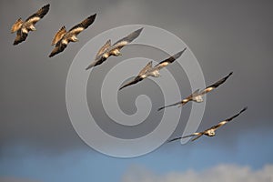 Red kite (Milvus milvus) bird of prey in flight