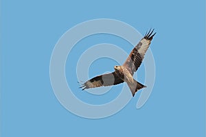 A Red Kite, Milvus milvus, bird of prey. UK.