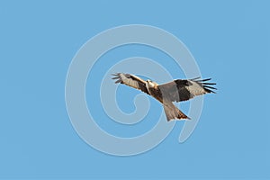 A Red Kite, Milvus milvus, bird of prey. UK.