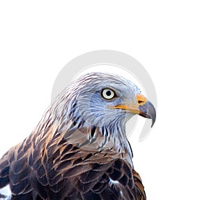 Red kite (Milvus milvus) isolated