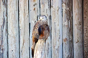 A red kite, Milvus milvus, he a medium large bird of prey in the family Accipitridae photo