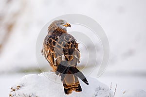 Red kite, Milvus milvus, perched on snowy rock in cold day. Endangered bird of prey with red feather.