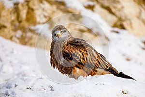 Red kite, Milvus milvus, perched on snowy rock in sunny cold day. Endangered bird of prey with red feather.