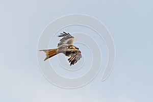 Red Kite (Milvus milvus) rear in flight, taken in England