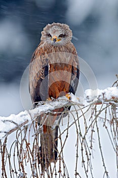 Red kite, Milvus milvus, sitting on the branch with snow winter