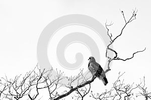 Red kite, milvus milvus, sitting on tree in Hokkaido, Japan, during winter time, raptor perching on branch, isolated bird of prey