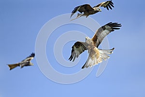 Red kite (milvus milvus) squable in flight