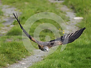 Red kite, Milvus milvus