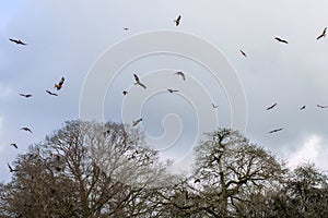 Red kite (Milvus milvus