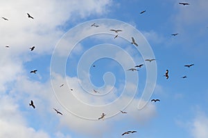 Red kite (Milvus milvus