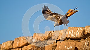 A Red Kite overpassing a wall photo