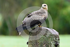 Red Kite isolated