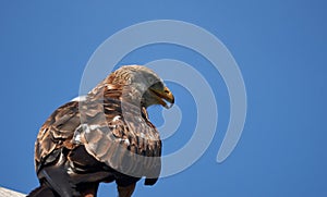 Red kite Portrait Milvus Milvus Clear Eye photo