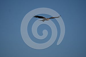 Red kite Portrait Milvus Milvus Fishing Lake photo