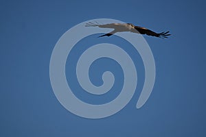 Red kite Portrait Milvus Milvus Fishing Lake photo