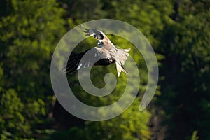 Red kite Portrait Milvus Milvus Fishing Lake photo