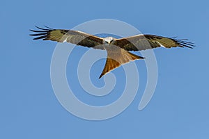 Red kite
