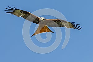 Red kite
