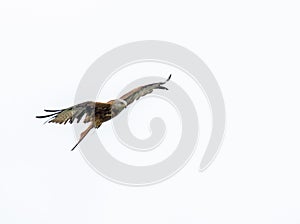 Red Kite photo