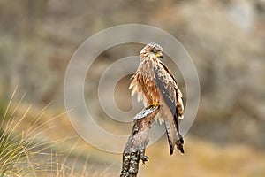 red kite rests on its perch