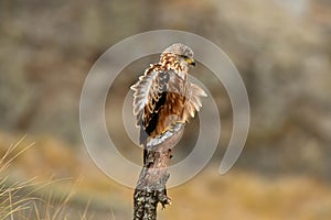 Red kite rests on its perch