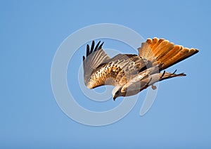 A Red KiteÂ´s nosedive