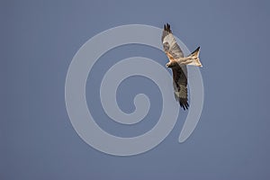 Red kite soaring overhead gliding on thermals