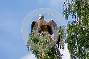 Red Kite standing proud