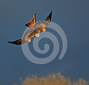 Red Kite Stoop