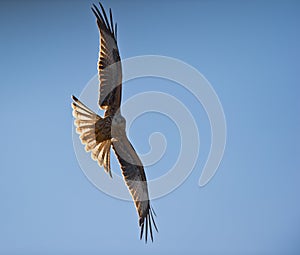 A Red Kite and the sun