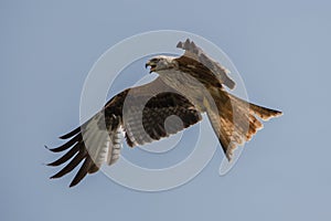 Red Kite