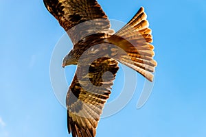 Red kite wings spread in full flight