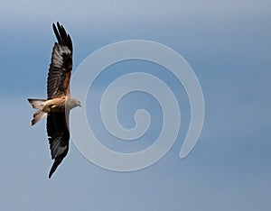 Red Kites