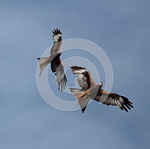 Red Kites