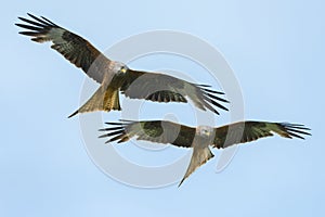 Red Kites