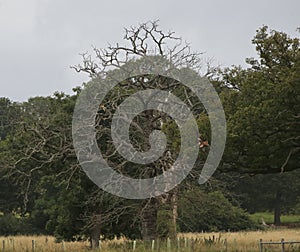 Red kites in the trees