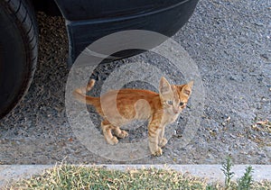 Red kitten