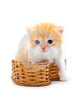 Red kitten in a basket