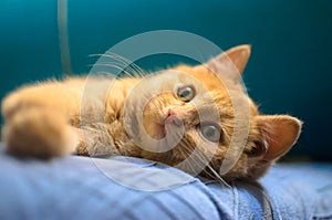 Red kitten on a bright aquamarine background lies on the sofa and looks cute