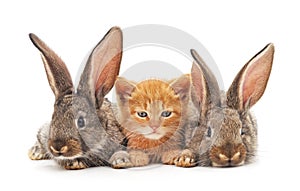 Red kitten and bunnies. photo