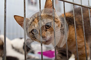Red kitten in a cage arrives at the shelter