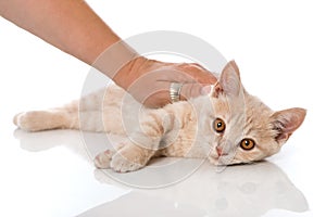 Red kitten is caressed on white background