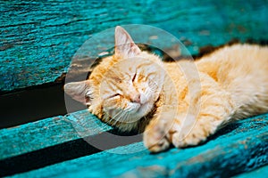 Red Kitten Cat Sleeps On A Bench In Park