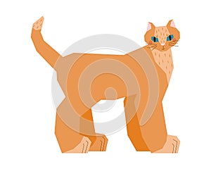 Red kitten. A cat standing sideways with his head turned. A disproportionate pet with a larger body and a small head