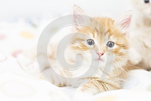 red kitten into a coloured basket,siberian cat at two months