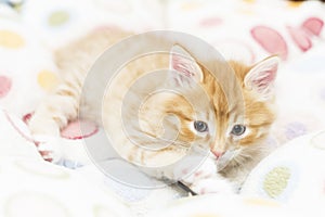 red kitten into a coloured basket,siberian cat at two months