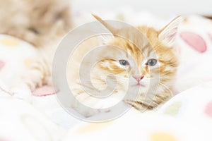 red kitten into a coloured basket,siberian cat at two months